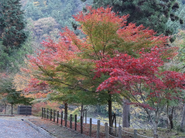 �������ԏ�̘e�@�F�Â��̑f���炵���g�t_���ǋ�