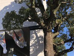 �������񂳂�̃��}�U�L�}�U�b�N���p�قւ̓��e�ʐ^1