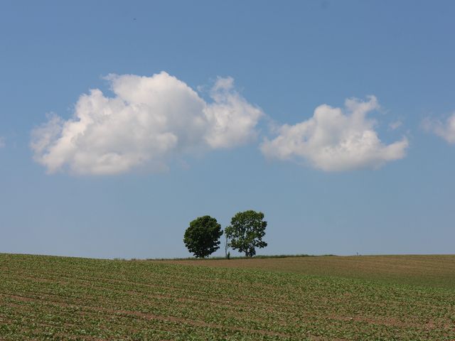 ��ɉf����_�e�q�̖�