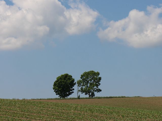 �q���̖؂��C�ɂȂ�_�e�q�̖�