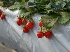 �������B����̃W�����J�t�@�[���W�͔_���ւ̓��e�ʐ^1