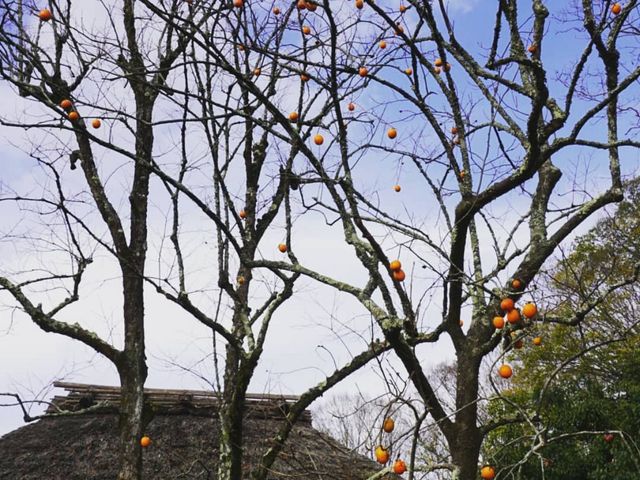 ��t�߂̊`_���`��