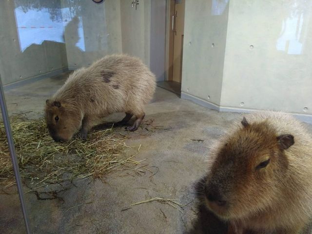 �J�s�o������_���R������