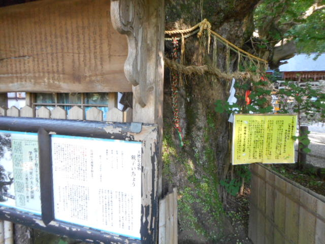 ���Ⴝ�낤����̏���ɓ߉��_�Ђ̃C�`���E�̓��e�ʐ^1