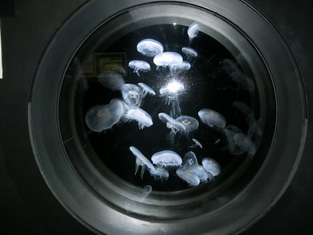 ���炰�������ς�_�߉��s�����ΐ����ف@���X