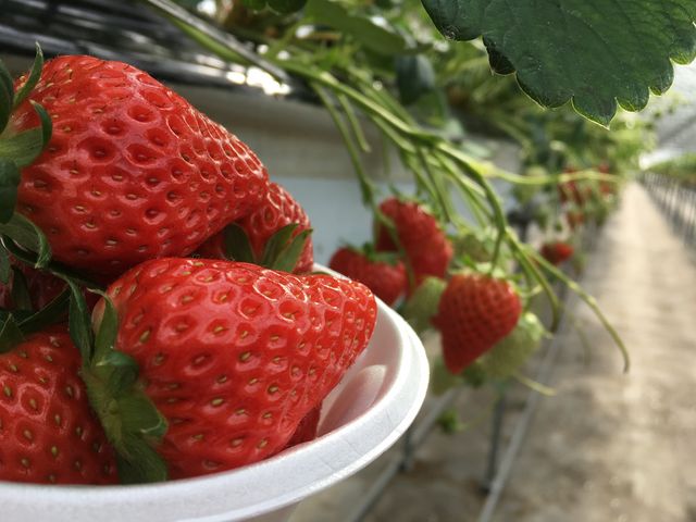 LnEXłB
^ԂȃC`SBYł
_咆_C`S