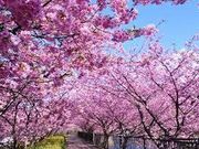 `bN̉͒Í܂̓eʐ^1