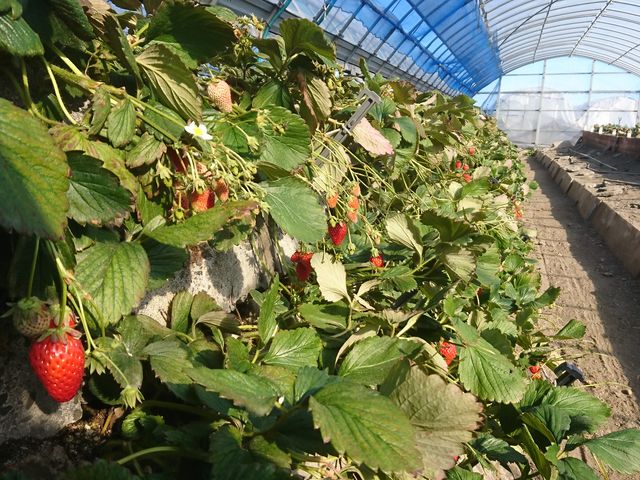 �Ί_�ɐA����ꂽ�C�`�S�B_���ǂ₢������艀