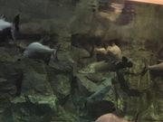 ���傱��������ȃA�~���[�Y�����g�����ق̓��e�ʐ^1