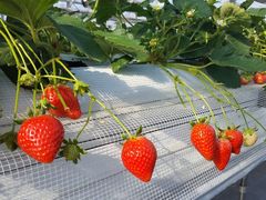 Ȃ̂Ђӂ`ނւ̓eʐ^1