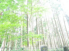 �p���_�}�j�A����̒����{�L�O�����ւ̓��e�ʐ^1