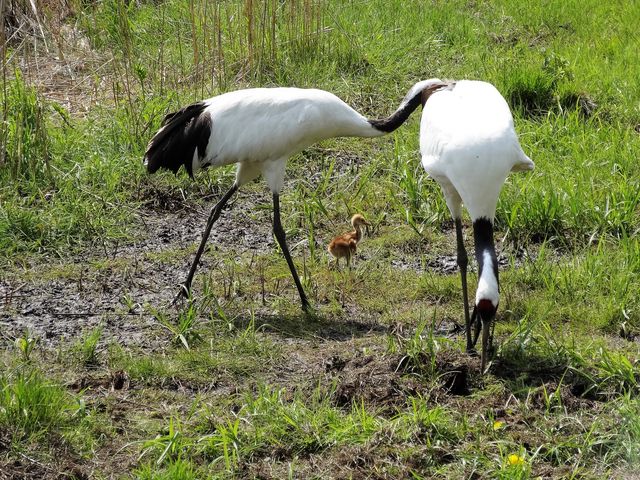 �ЂȂƐe�q_�O���ߎ��R����