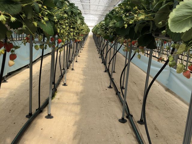 �C�`�S���_�݂̂�_��