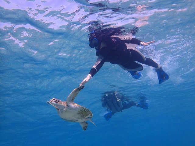 �E�~�K���ɉ����I_�C��كV�[�u���[��