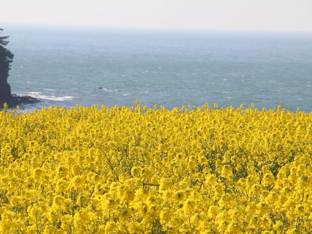 t̍؂̉ԂłB_@i啪L㍂csj