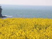 tomo̒@i啪L㍂csj̓eʐ^1