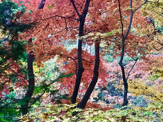 �y����b�ώR���z�H�̍g�t�̍�_����b�ώR��