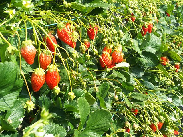 �n�E�X�̒��͑傫�ȃC�`�S�������ς�_�����_��