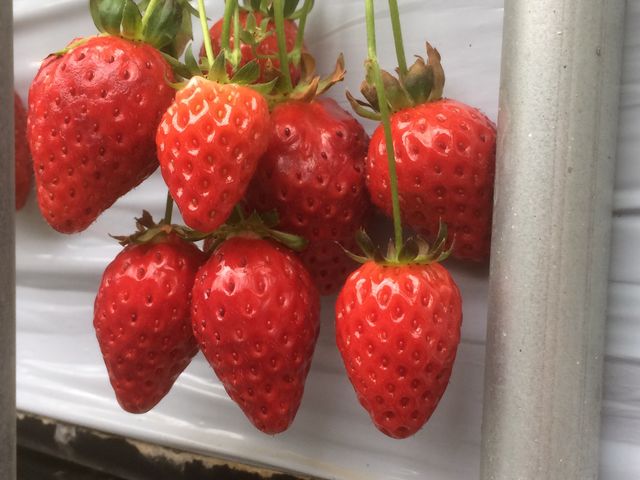 ���������ς��H�ׂ܂����I_�������̉���