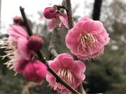 ߂̂̐򎛂̃E̓eʐ^2