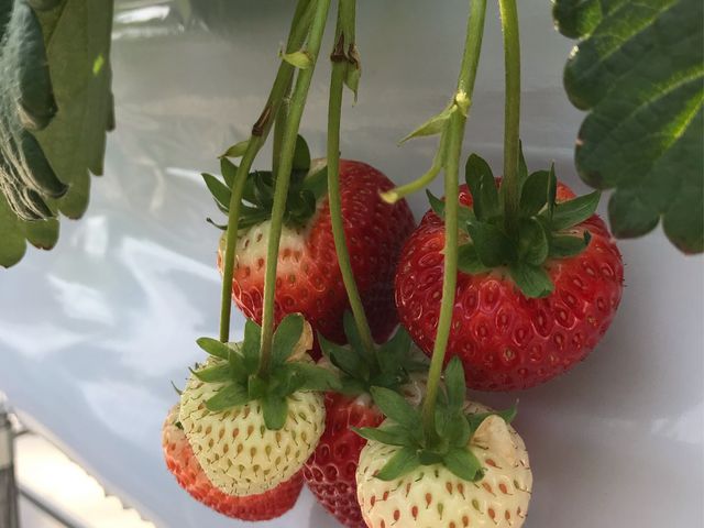 STRAWBERRY GARDEN ROYAL