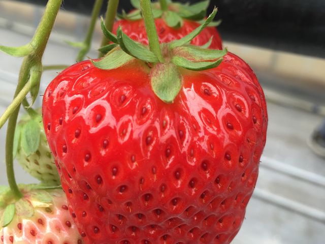 ����ȃC�`�S�����_�����ό��A�O���X�l����