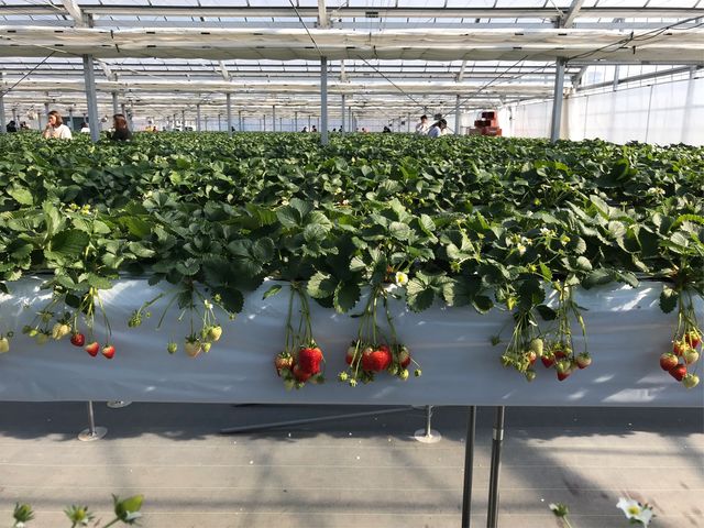 �L���n�E�X��_STRAWBERRY GARDEN ROYAL