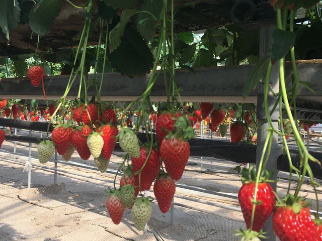 ��Ȃ肢����_������������