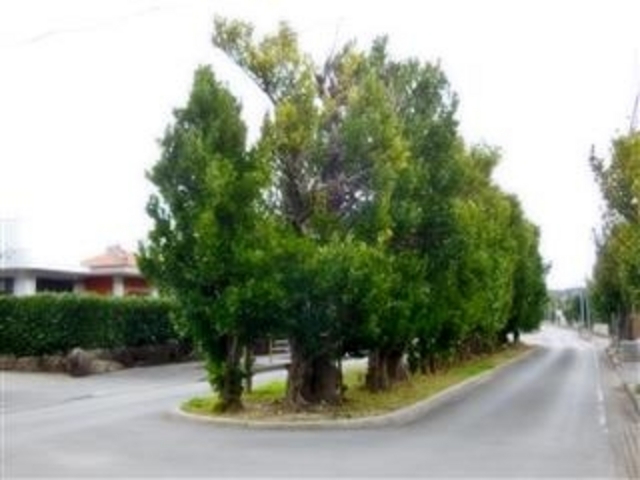 ÐhF̐^ӂ̃`؂̓eʐ^2