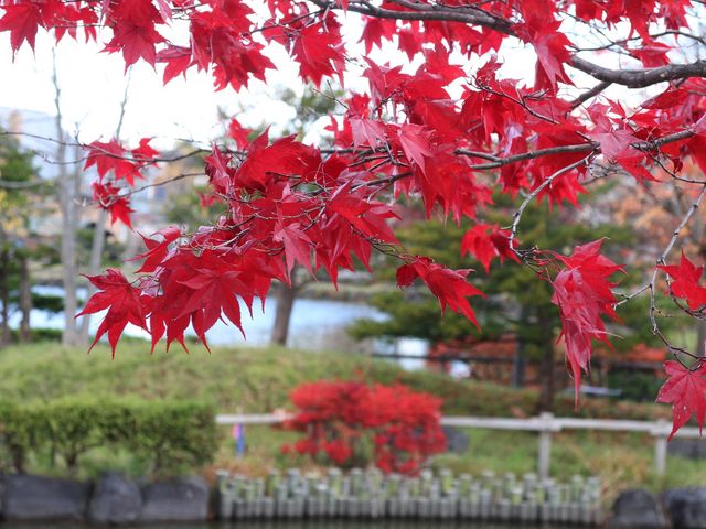 �Ԃ����ꂢ_�a�c����