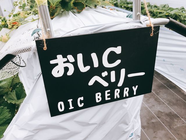 ����C�x���[_BERRYHOUSE