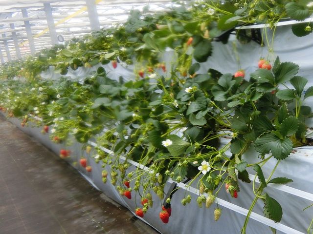 �q���ł��͂������ɂ�������_�A�O���p�[�N���킫�ό���������