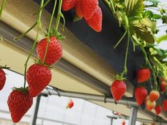 ͂邽܂肳̐Y_ւ̓eʐ^1