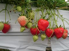 ̂肳NaraP-MADE in NARA 1991-ւ̓eʐ^1