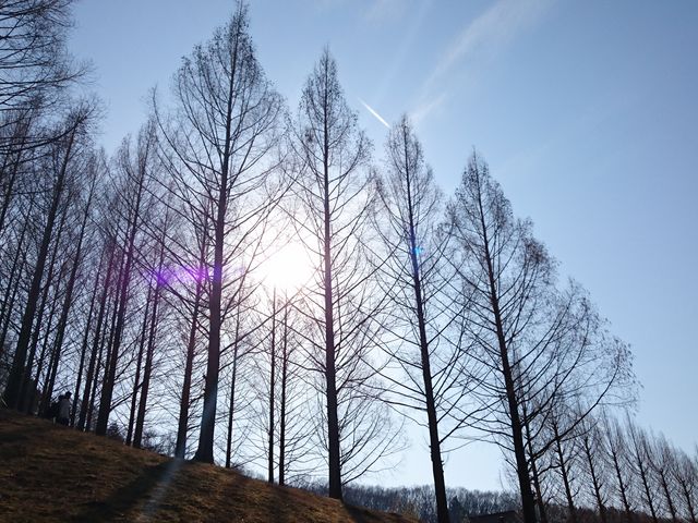 ���������傫�ȃ��^�Z�R�C�����؂������܂��B_�g�[�x�E�����\�������ڂ̎q�ǂ��̐X����