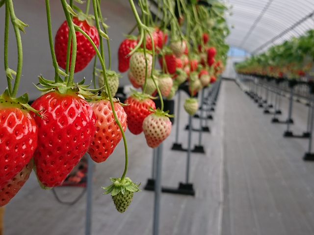 ݍ͔|œEނ̂yX_]ԂZ^[