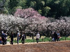 しちのすけさんの後楽園の梅・桜・ツツジへの投稿写真1