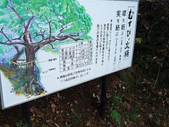 �T�[�x���^�C�K�[����̈��ݗ��_�Ђւ̓��e�ʐ^1