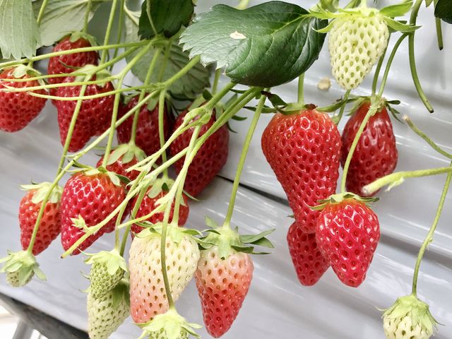 �C�`�S_�������̉���