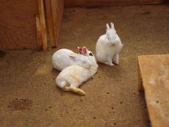 ��������̓����@�Ԃ�������߂ւ̓��e�ʐ^1