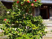 �͂�����񂳂�̔��|���̌ܐF�ւ̓��e�ʐ^1