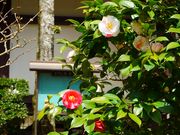 �͂�����񂳂�̔��|���̌ܐF�ւ̓��e�ʐ^3