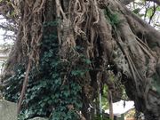 Ђ낳̓ޗǔ̂̓eʐ^1