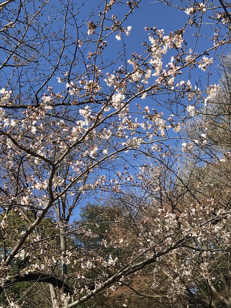 野毛山公園の桜 アクセス 営業時間 料金情報 じゃらんnet