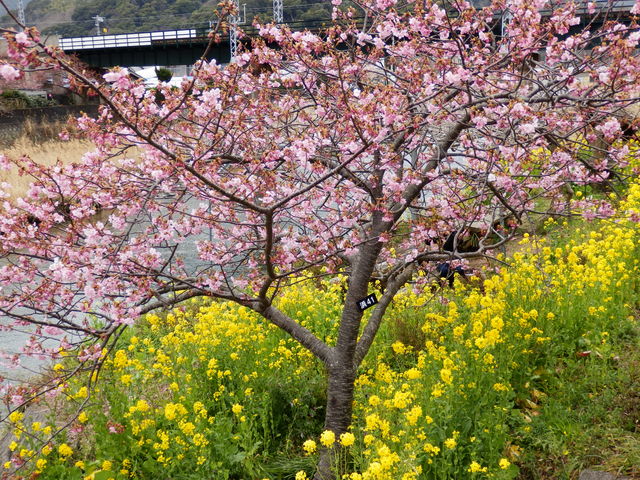 �؂̉ԂƂ̃R���g���X�g���ǂ��ł�_�͒Í��܂�