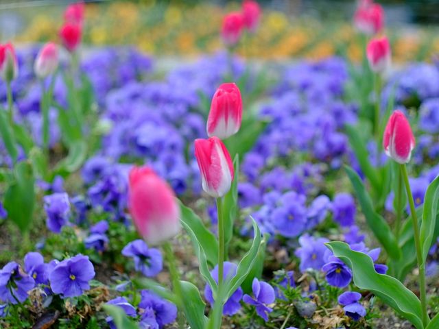 明日の今頃は…_東山動植物園