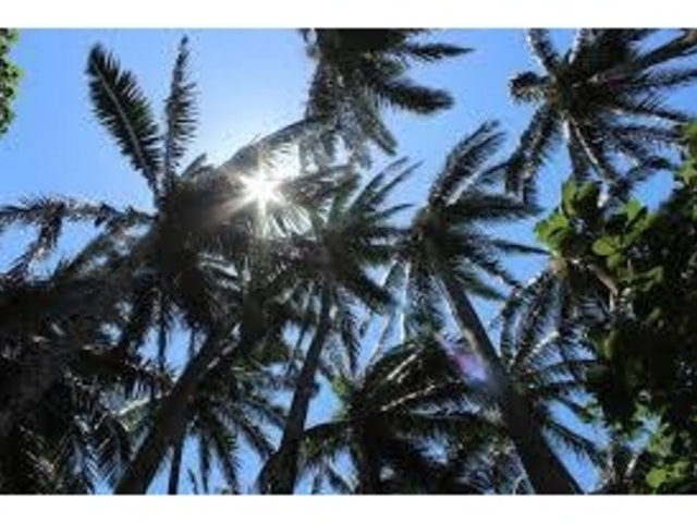 ���V�̖؂��f�G�ł��I_�Č��̃��G���}���V�Q��