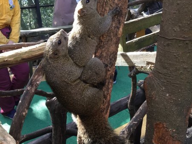 �����ł��I_���؎R���X��