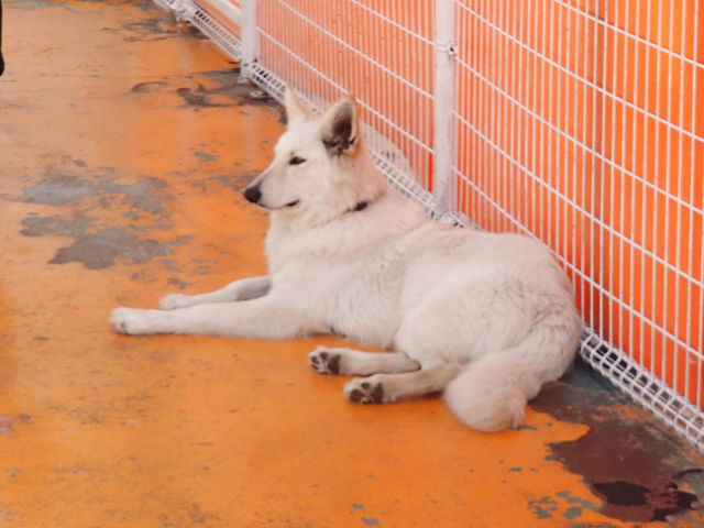 �C�P�����̃z���C�g�V�F�p�[�h_���΂���񃉃��h