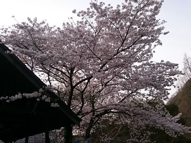 �������J�ł���_�؂̉ԃK���e�����̂����X�g����